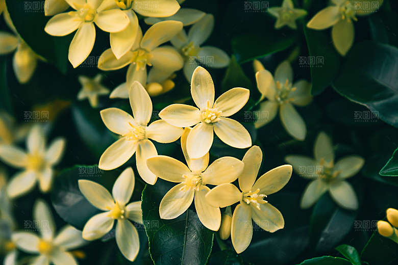 桂花芬芳初秋摄影图