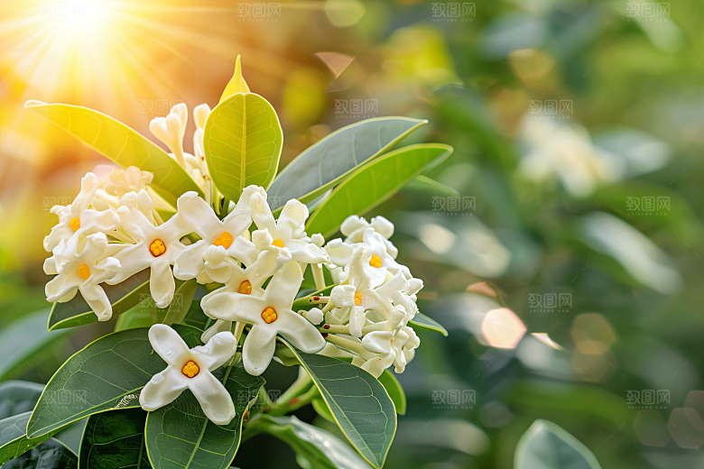 桂花植物唯美摄影图