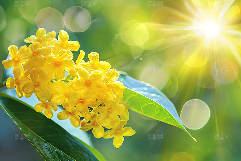 桂花初秋芬芳摄影图