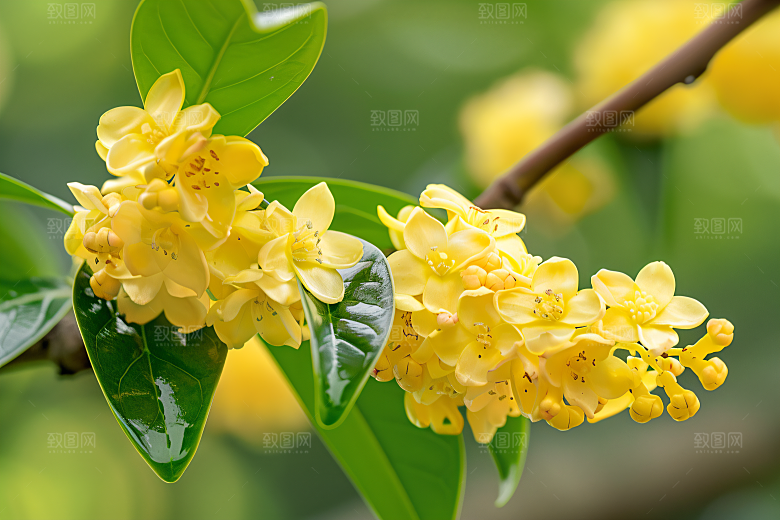 桂花高清芬芳摄影图