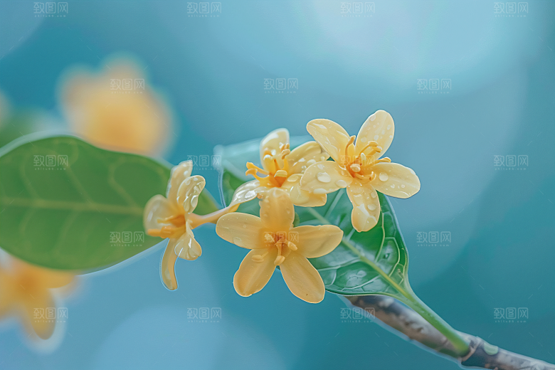 桂花清新芳香摄影图