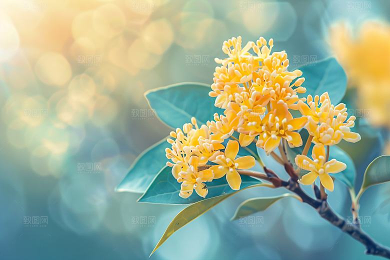 桂花初秋花卉摄影图