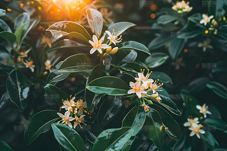 桂花植物高清摄影图