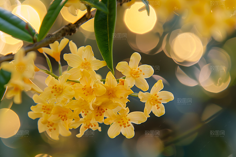 桂花花朵植物摄影图