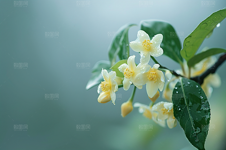 桂花树木初秋摄影图
