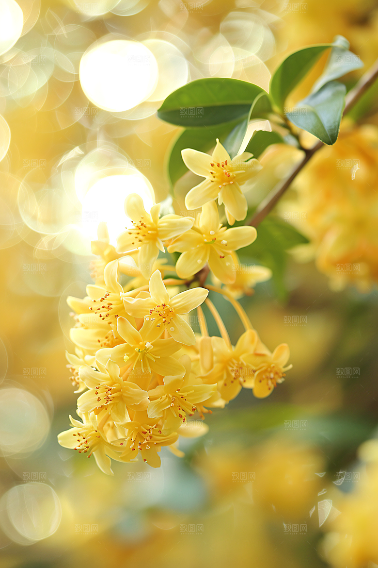 桂花自然四季桂摄影图