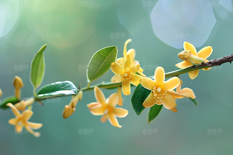 桂花高清自然摄影图