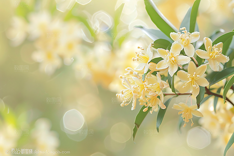 桂花唯美芬芳摄影图