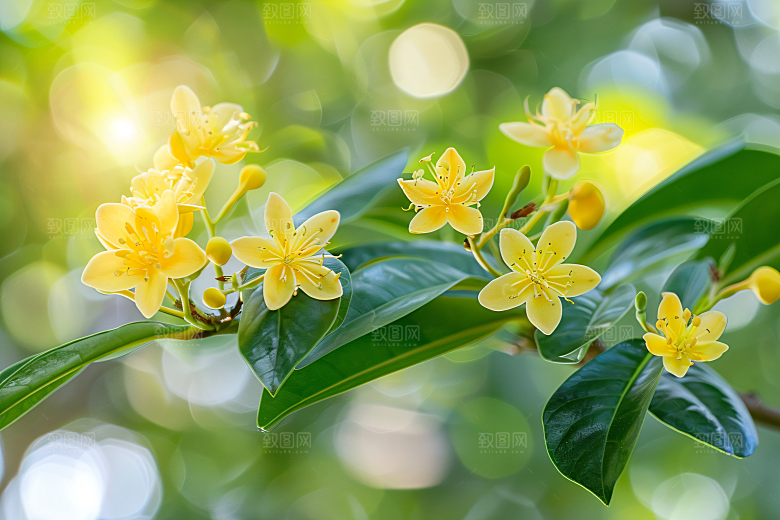 桂花清新初秋摄影图