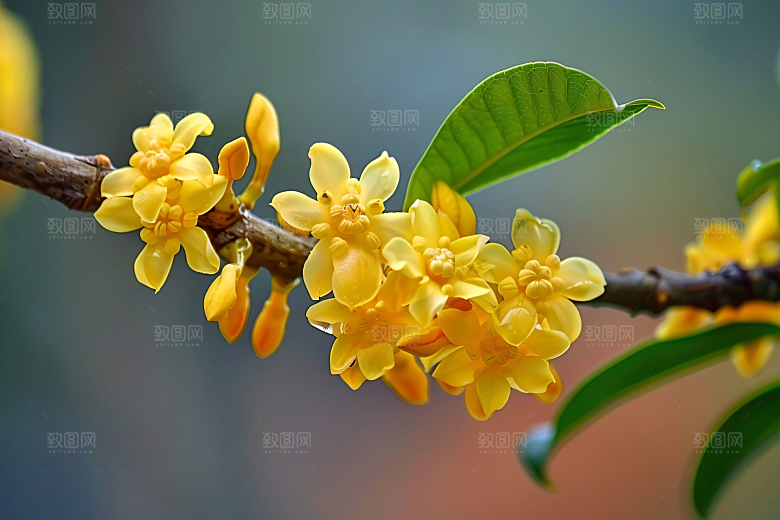 桂花花朵自然摄影图