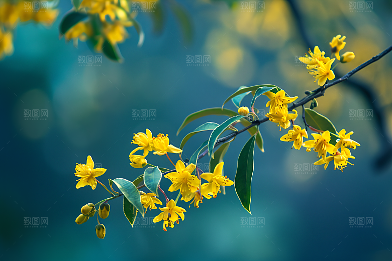 桂花唯美自然摄影图