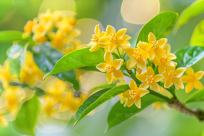 桂花芬芳树木摄影图
