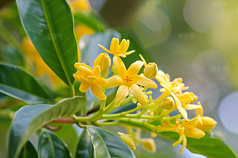 桂花金桂花朵摄影图