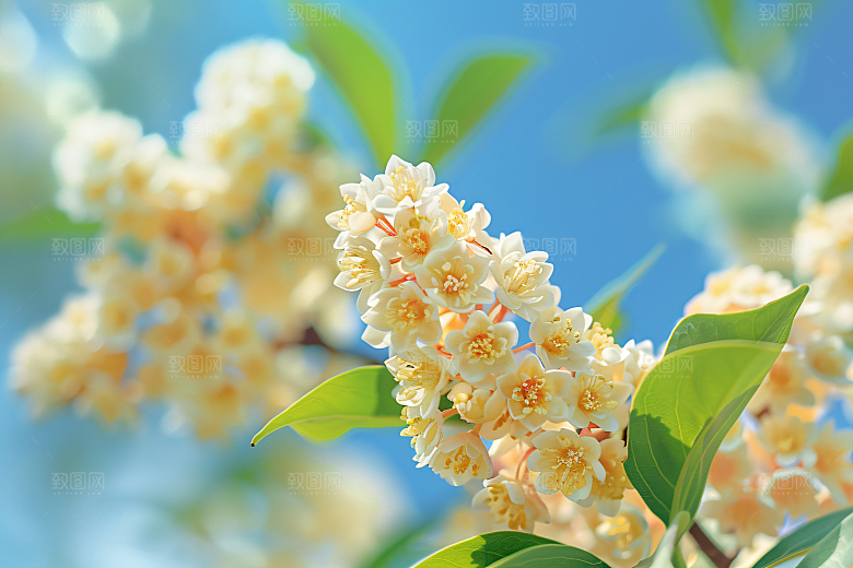 桂花自然芳香摄影图