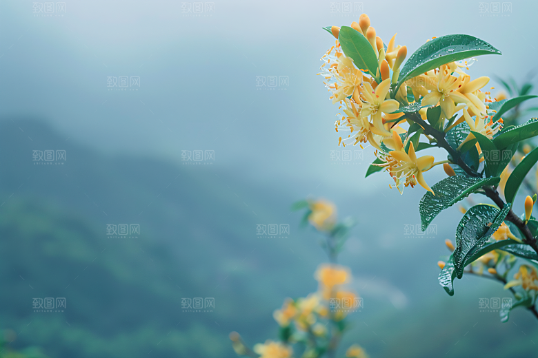 桂花清新植物摄影图