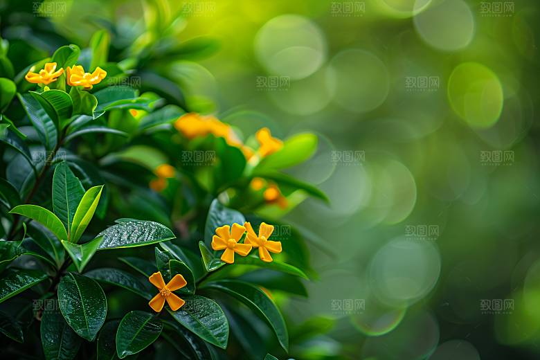 桂花树木秋季摄影图