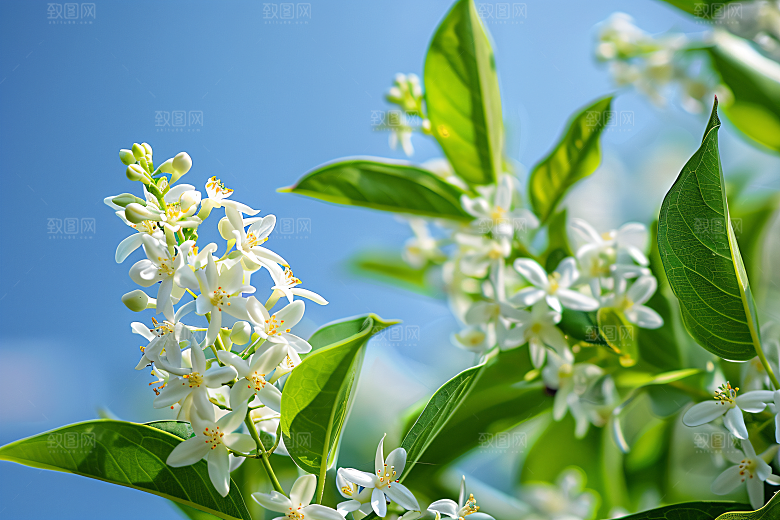 桂花花卉花朵摄影图