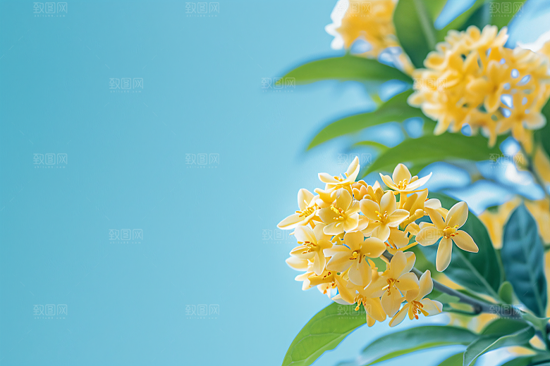 桂花初秋自然摄影图