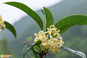 桂花秋季花朵摄影图