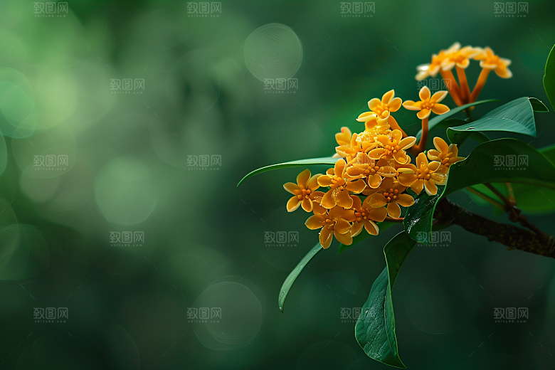 桂花初秋芳香摄影图