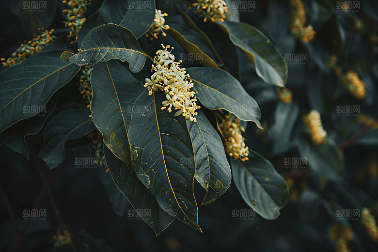 桂花树木四季桂摄影图