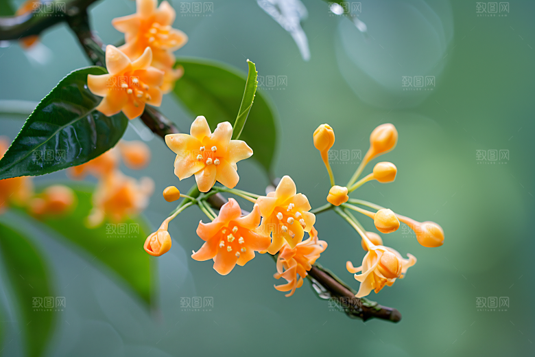 桂花芳香初秋摄影图