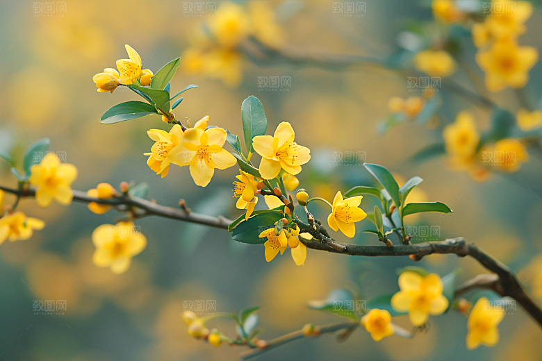 桂花四季桂树木摄影图