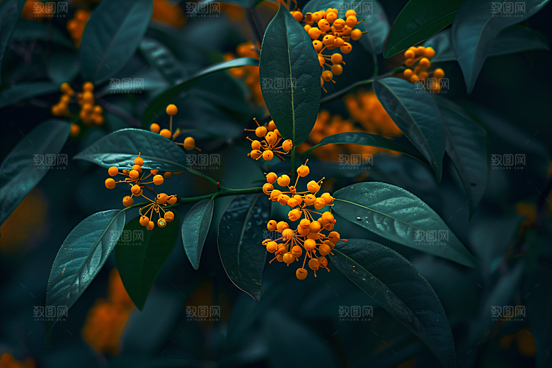 桂花芬芳高清摄影图