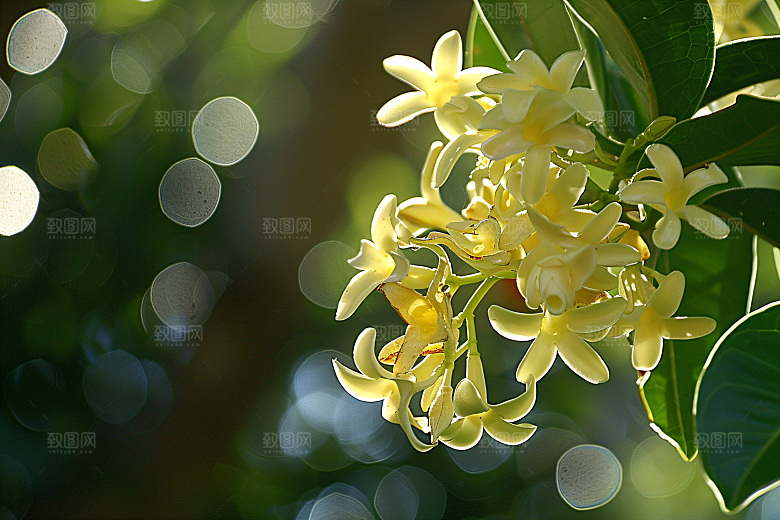 桂花高清花朵摄影图