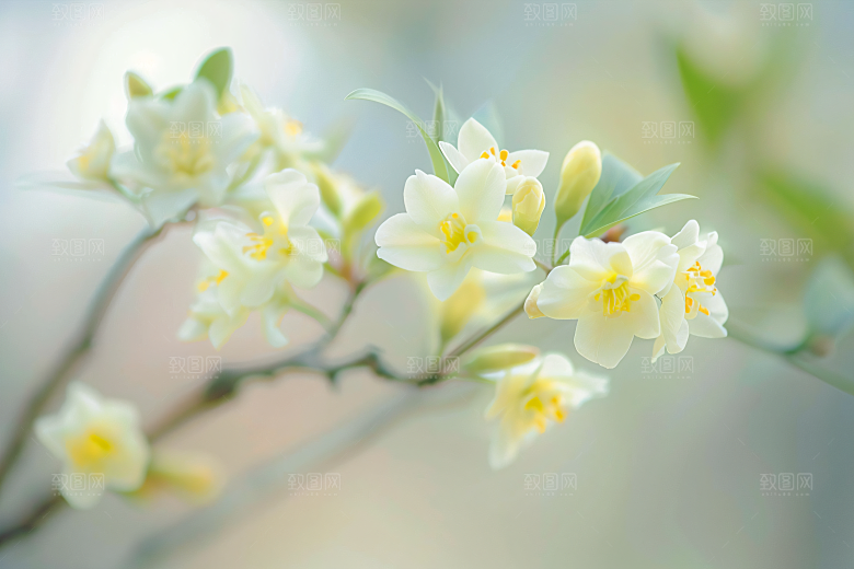 桂花金桂唯美摄影图