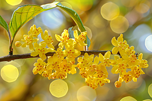 桂花四季桂芳香摄影图