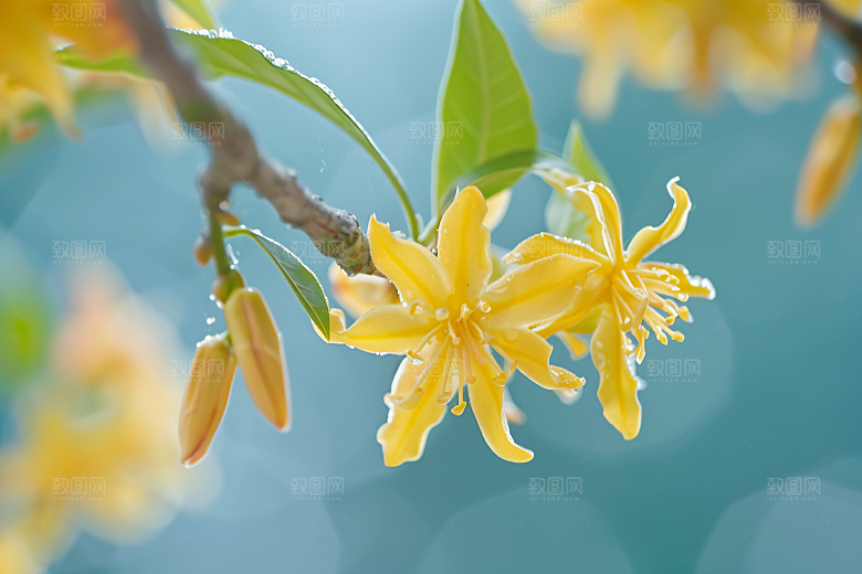 桂花高清芳香摄影图