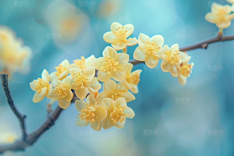 桂花唯美四季桂摄影图