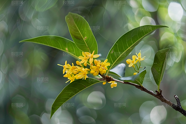 桂花花朵芳香摄影图