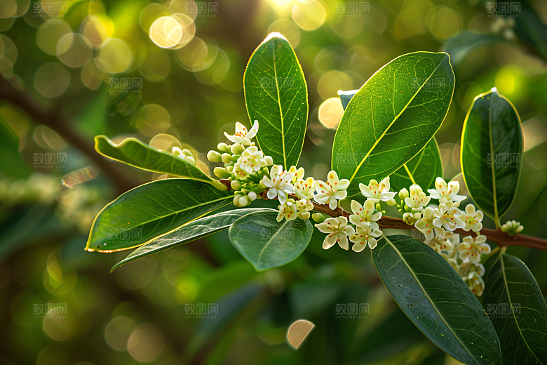 桂花秋季金桂摄影图