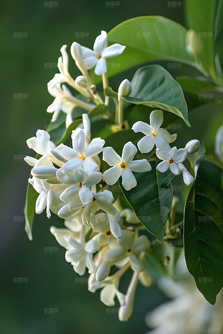 桂花芬芳自然摄影图