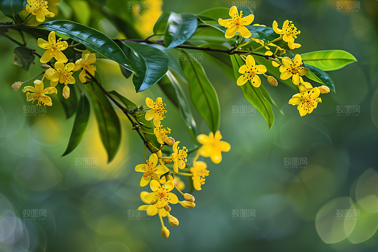 桂花花卉自然摄影图