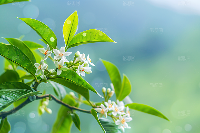 桂花花卉自然摄影图