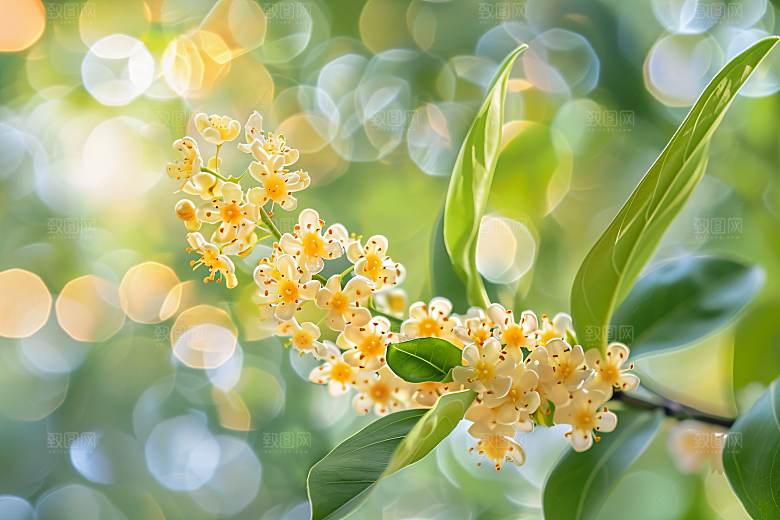 桂花芬芳秋季摄影图