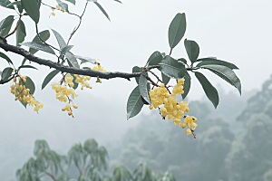 桂花清新花朵摄影图