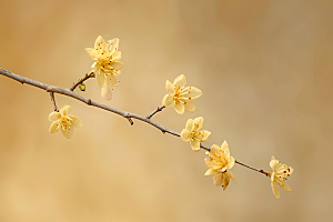 桂花高清花卉摄影图