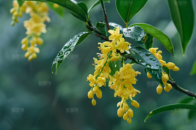 桂花自然植物摄影图