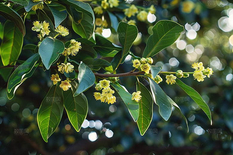 桂花植物金桂摄影图