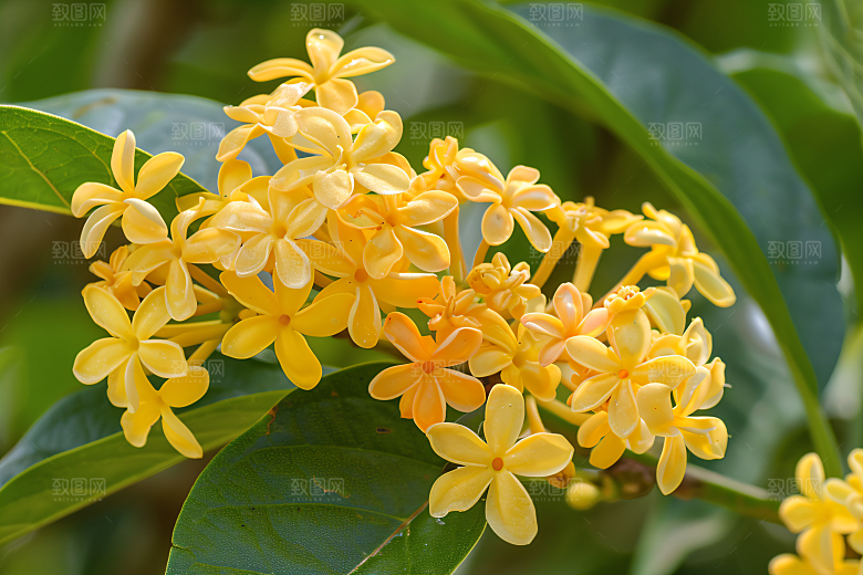 桂花芳香秋季摄影图