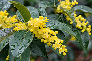 桂花高清芳香摄影图