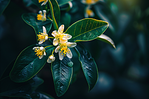 桂花四季桂植物摄影图