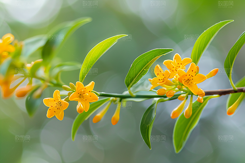 桂花初秋秋季摄影图