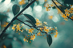 桂花树木芬芳摄影图