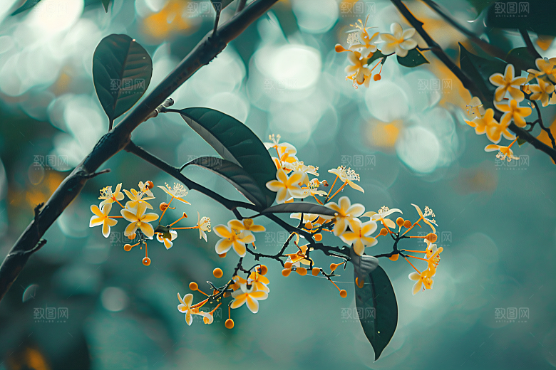 桂花树木芬芳摄影图