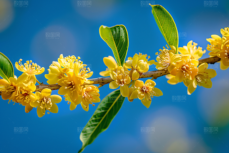 桂花花卉秋季摄影图